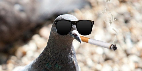 cigarette birds Bird Starts Fire With Cigarette, Burns House: Firefighters