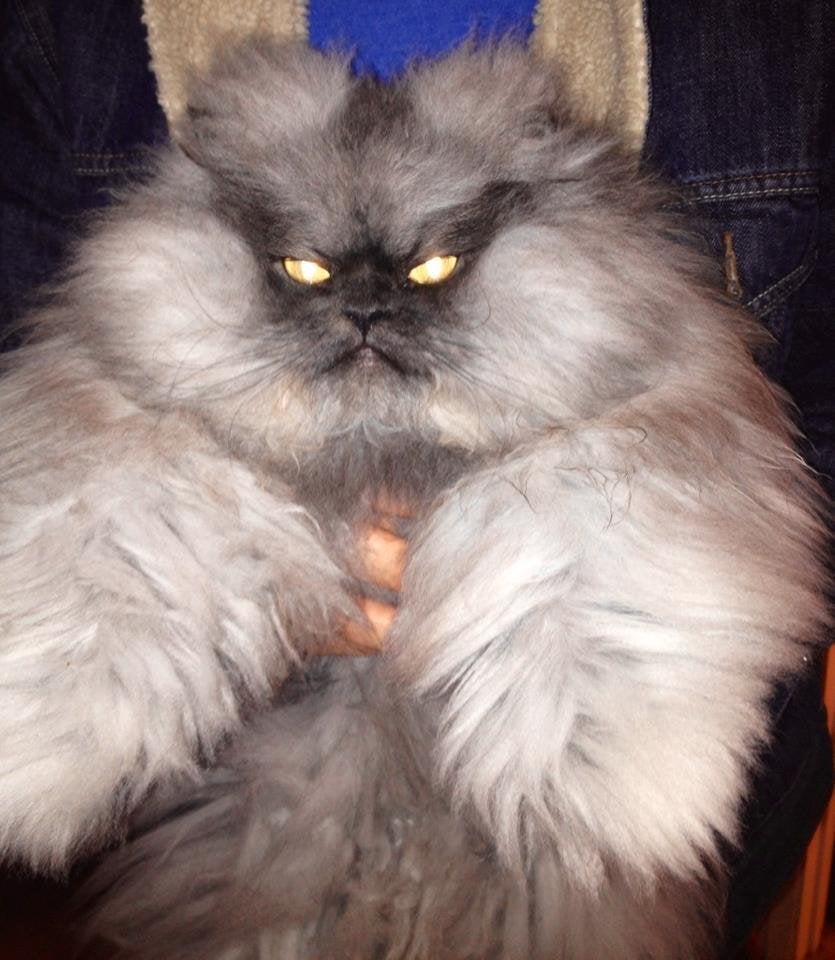 colonel cat scratching post