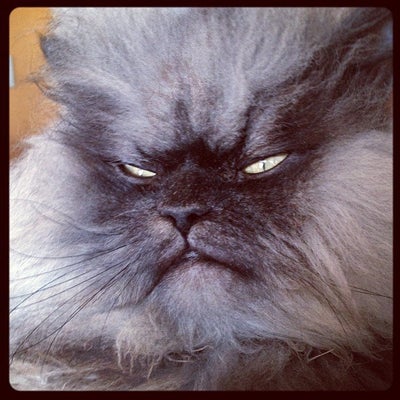 Meet Meow Meow, the Angry Internet Cat That Looks Like Grumpy Cat