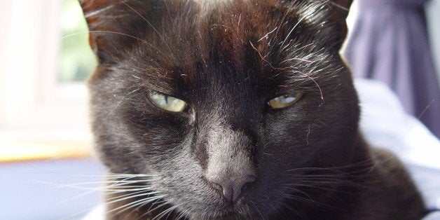 My black pussycat on our sofa at home!See how he looked in 2012