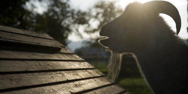 Swiss far-right party SVP mascot, a goat, named 'Zottel' which was reported missing over the weekend, is seen on October 18, 2011 in Otelfingen, near Zurich. The animal and a fellow goat named Mimu, found in the Zurich-Witikon area, was tied to a tree smeared with black paint. Members of a group called Anti Fascist Action claimed responsibility for the kidnapping of the two goats. Zottel has been the SVP's mascot since the 2007 elections. AFP PHOTO/ SEBASTIEN BOZON (Photo credit should read SEBASTIEN BOZON/AFP/Getty Images)