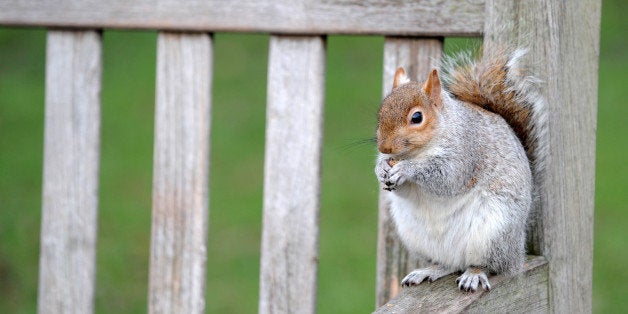 LONDON, ENGLAND, UNITED KINGDOM - FEBRUARY 5: At the seen a squirrel sits on the wooden bench at St. James Park in London on February 5, 2014. Visitors feed birds, ducks and other animals regularly at St. James's Park in London. (Photo by Yunus Kaymaz/Anadolu Agency/Getty Images)