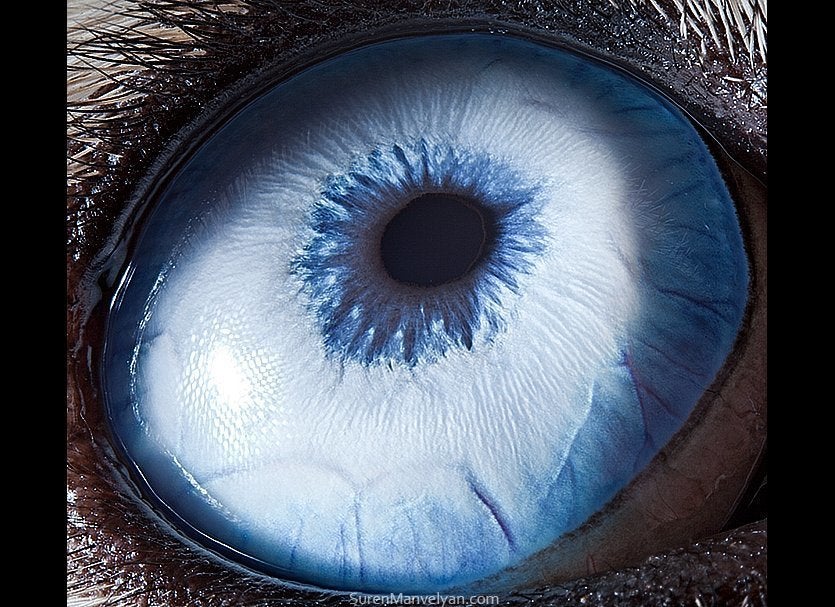 Look, your eyes are wired backwards: here's why