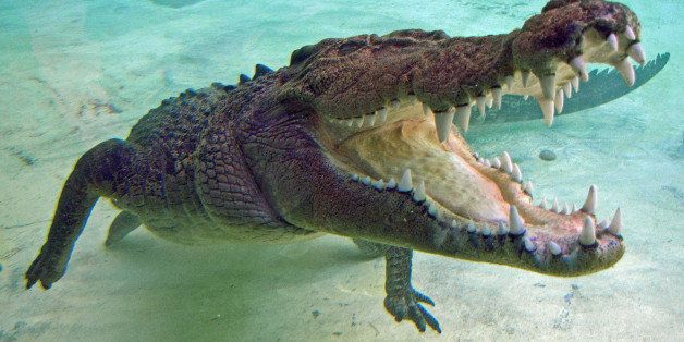 Human remains found inside crocodile