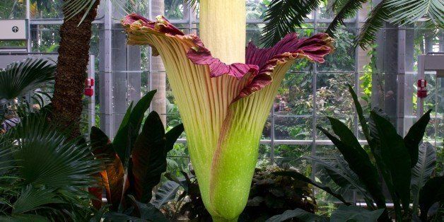 The Titan Arum plant (Amorphophallus titanum), also known as the corpse flower or stinky plant, is seen in full bloom at the United States Botanic Garden Conservatory July 22, 2013 in Washington, DC. AFP PHOTO / Karen BLEIER (Photo credit should read KAREN BLEIER/AFP/Getty Images)