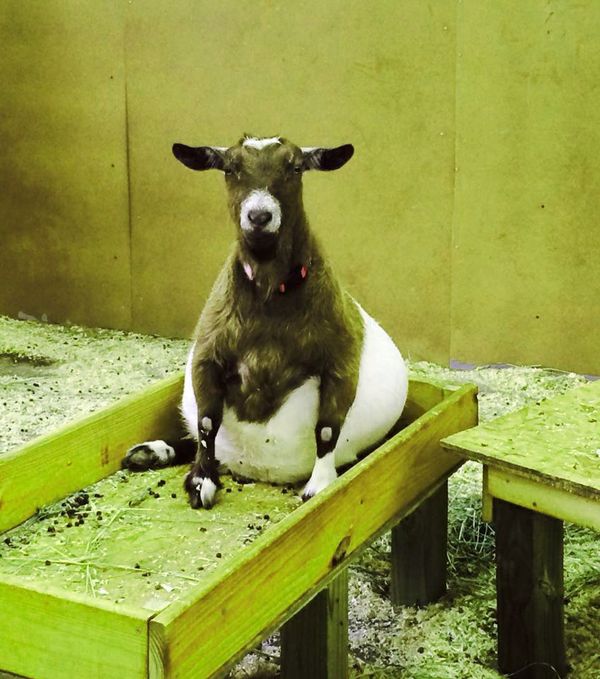 This Pregnant Goat Will Forever Change What You Think Is Beautiful ...