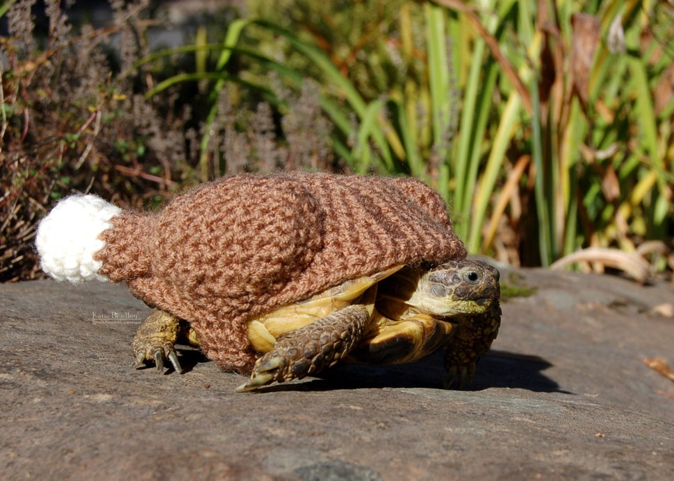 Snail And Tortoise Sweaters Really Do Exist, And They're Surprisingly
