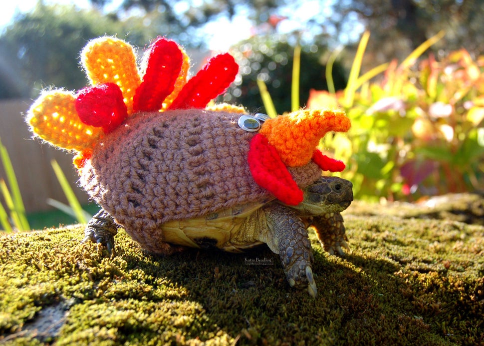 Snail And Tortoise Sweaters Really Do Exist, And They're Surprisingly