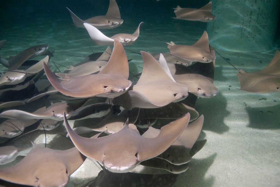 Stingrays are the stars of the Rays Touch Experience