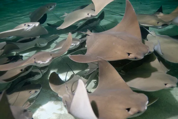 Stingrays are the stars of the Rays Touch Experience