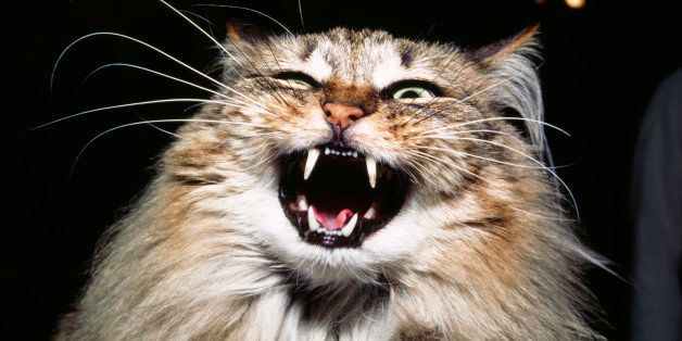 Cat with open mouth hissing