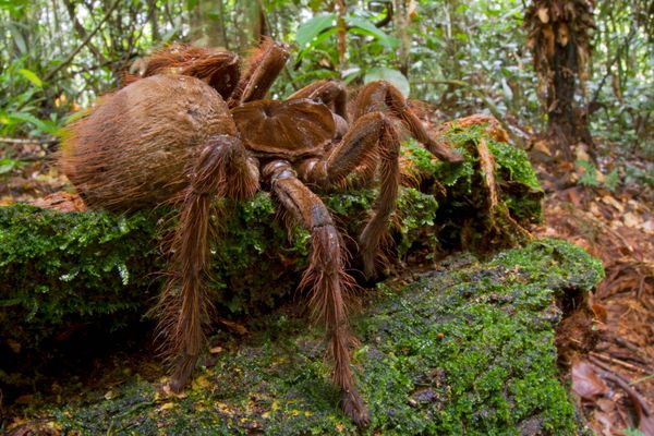 Puppy-Sized Spider Makes Us Want To Cuddle (PHOTOS) | HuffPost