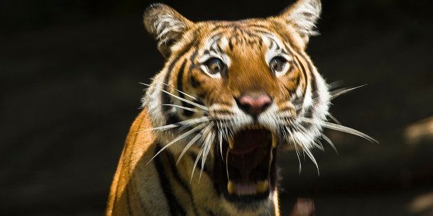 Tiger Porn - Bestiality Porn Charge Dropped After Tiger Found To Be Guy In Tiger Suit |  HuffPost Weird News