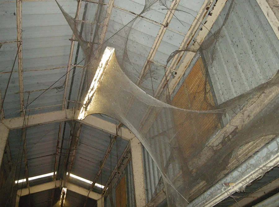 This Four-Acre Indoor Web Was Home To 107 Million Spiders | HuffPost Weird  News