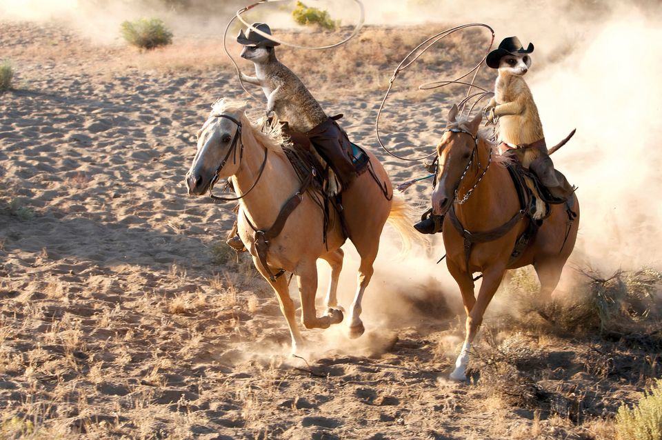 Maverick Meerkats Are The Cowboys Your Granddaddy Was Talking About Photos Huffpost Weird News 4343