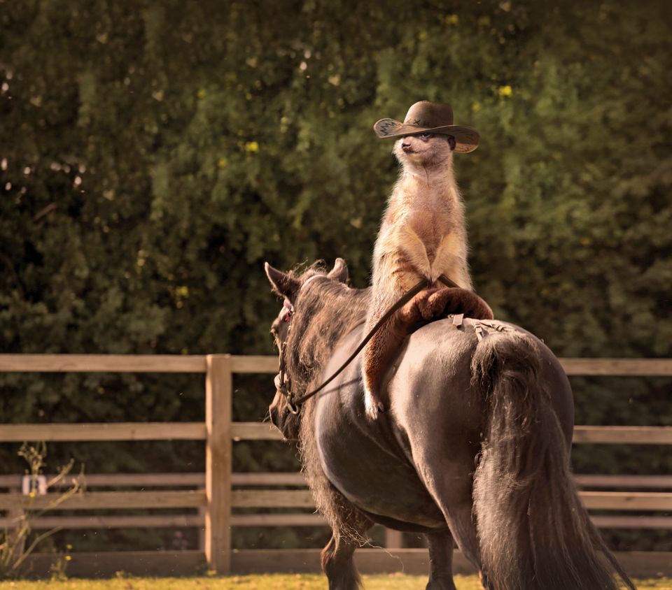 Maverick Meerkats Are The Cowboys Your Granddaddy Was Talking About Photos Huffpost Weird News 6742