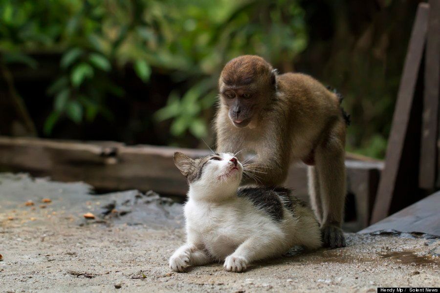 Cat Gets Monkey Massage