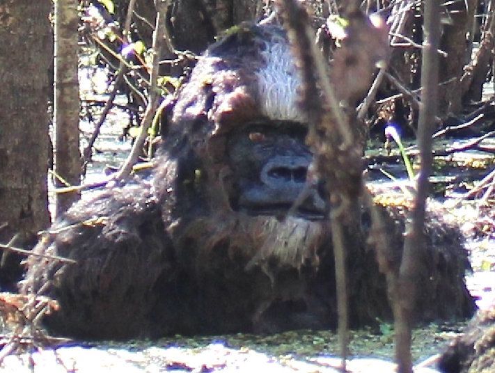 Florida Skunk Ape Lounging In A Swamp -- Jan. 2015