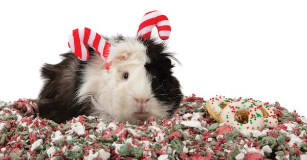 Buying holiday-appropriate presents for guinea pigs and their owners has been difficult in the past. PetSmart seems to be mak