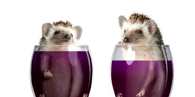 Two hedgehogs in wine glasses, close-up