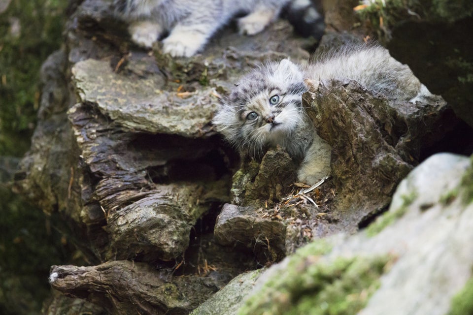 Pallas's cat kept as an exotic pet from Parachinar Valley, Khyber