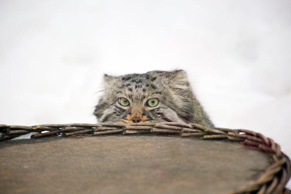 Pallas's cat kept as an exotic pet from Parachinar Valley, Khyber