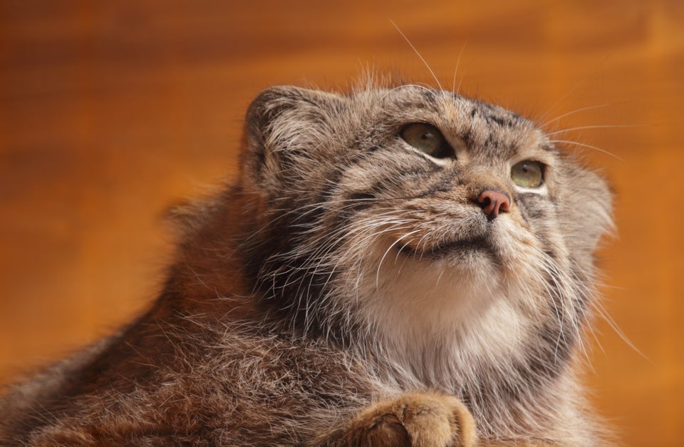 Why Is the Face of the Pallas' Cat So Expressive?