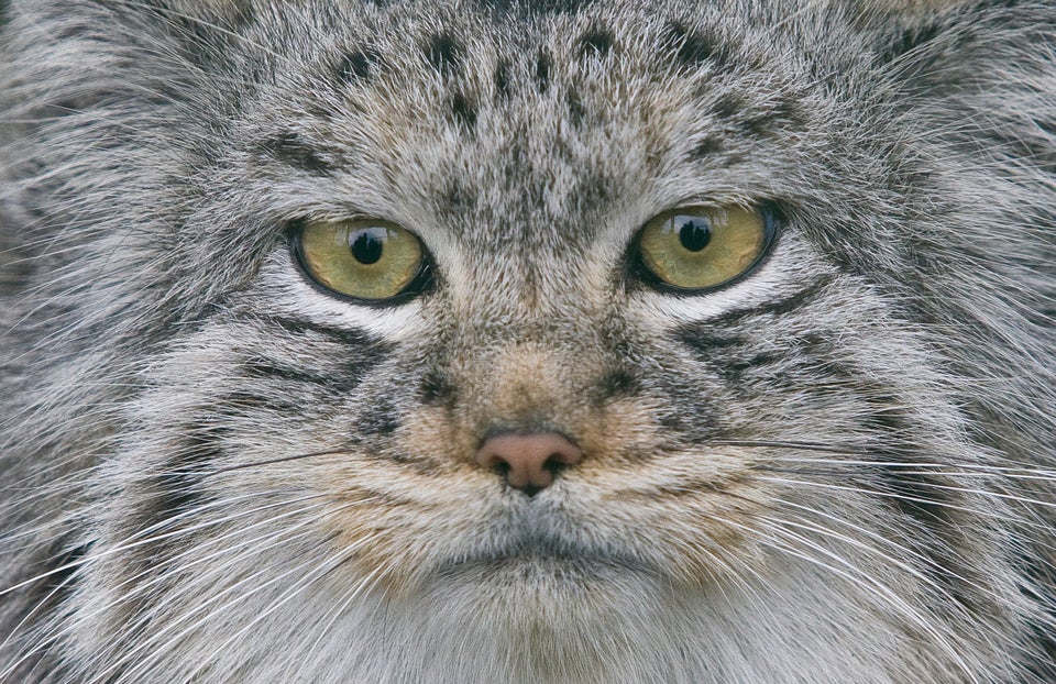 Pallas's cat kept as an exotic pet from Parachinar Valley, Khyber