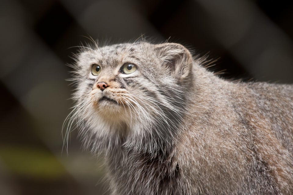 Pallas's cat kept as an exotic pet from Parachinar Valley, Khyber