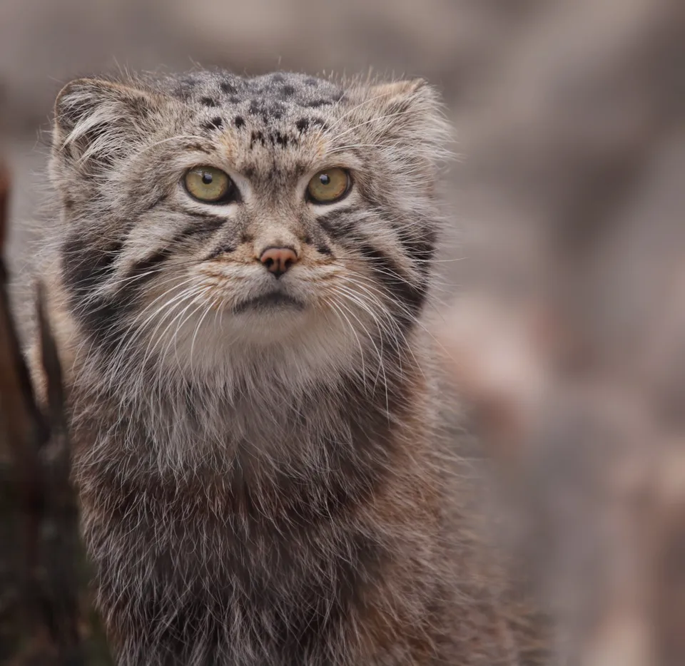Why Is the Face of the Pallas' Cat So Expressive?