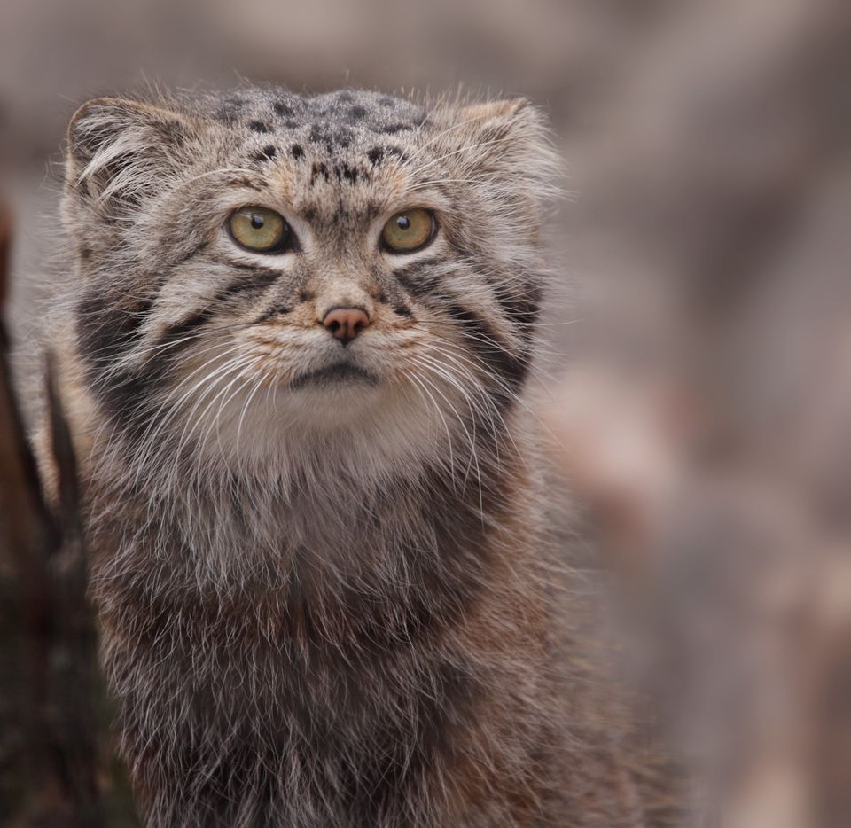 Why The Pallas' Cat Should Become Your New Favorite Animal | HuffPost ...