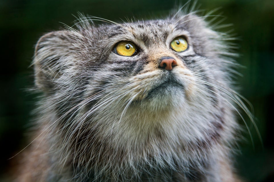 Pallas's cat kept as an exotic pet from Parachinar Valley, Khyber