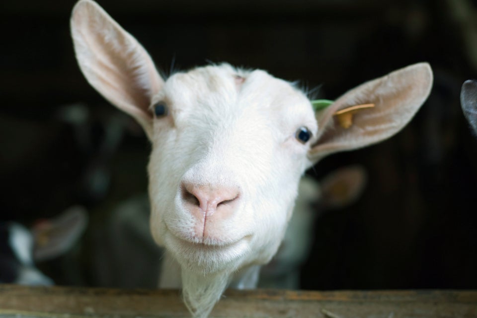 Goat looking at camera