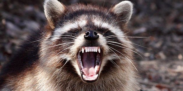 75 Year Old Woman Strangles Rabid Raccoon Huffpost Weird News