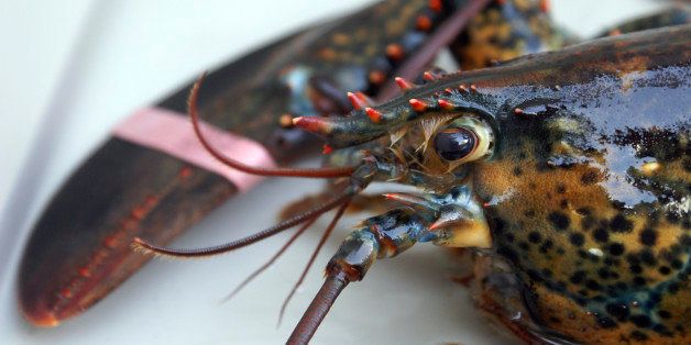 A fresh live lobster in a tank before it is cooked.