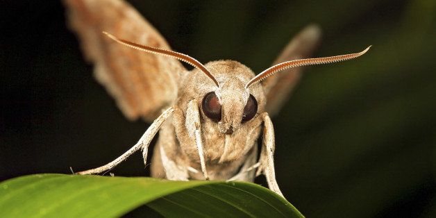 brown moth flapping its wings