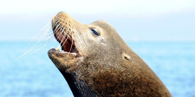 California Sea Lions Relax on Santa Cruz Pier, Santa Cruz, California, USA