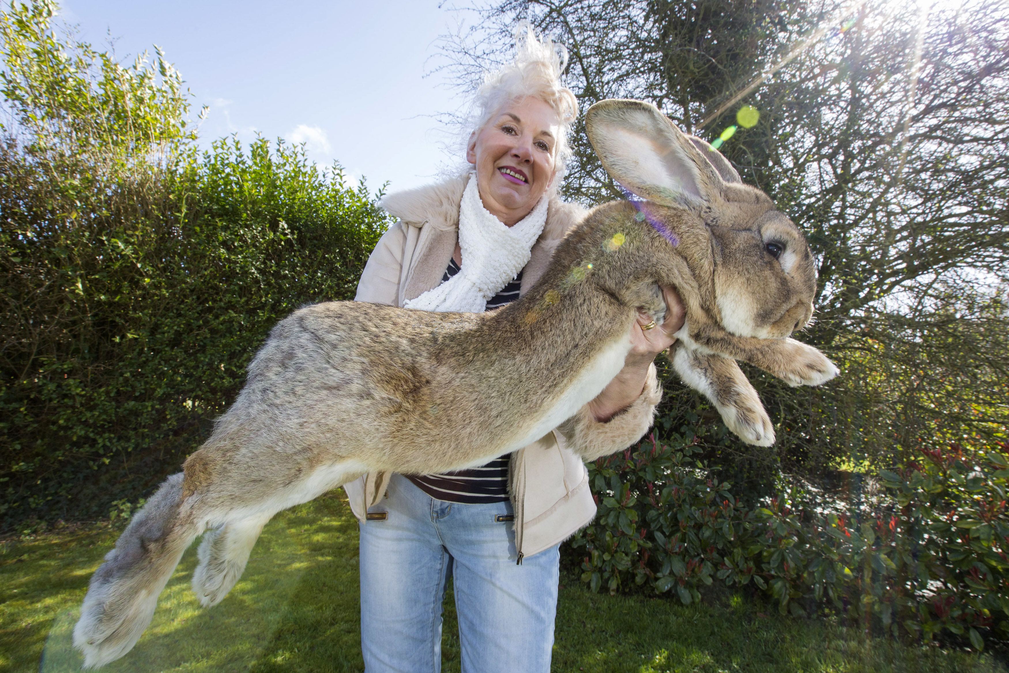 Giant Rabbits Make Excellent Pets, Just 