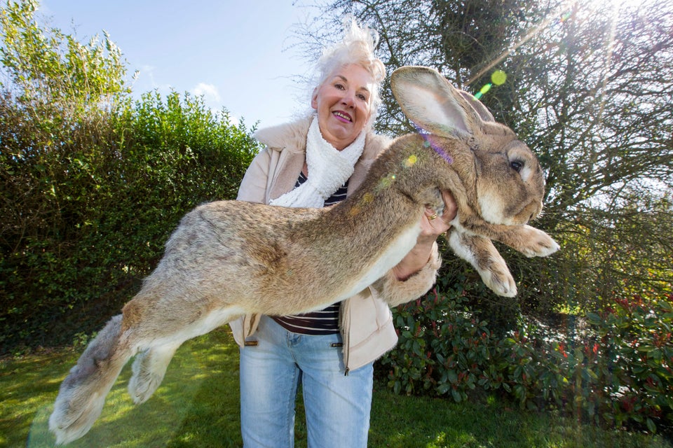 American sales giant rabbit