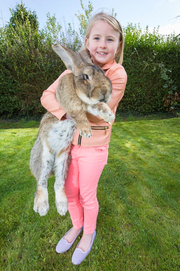 Giant Rabbits Make Excellent Pets, Just Sayin' HuffPost