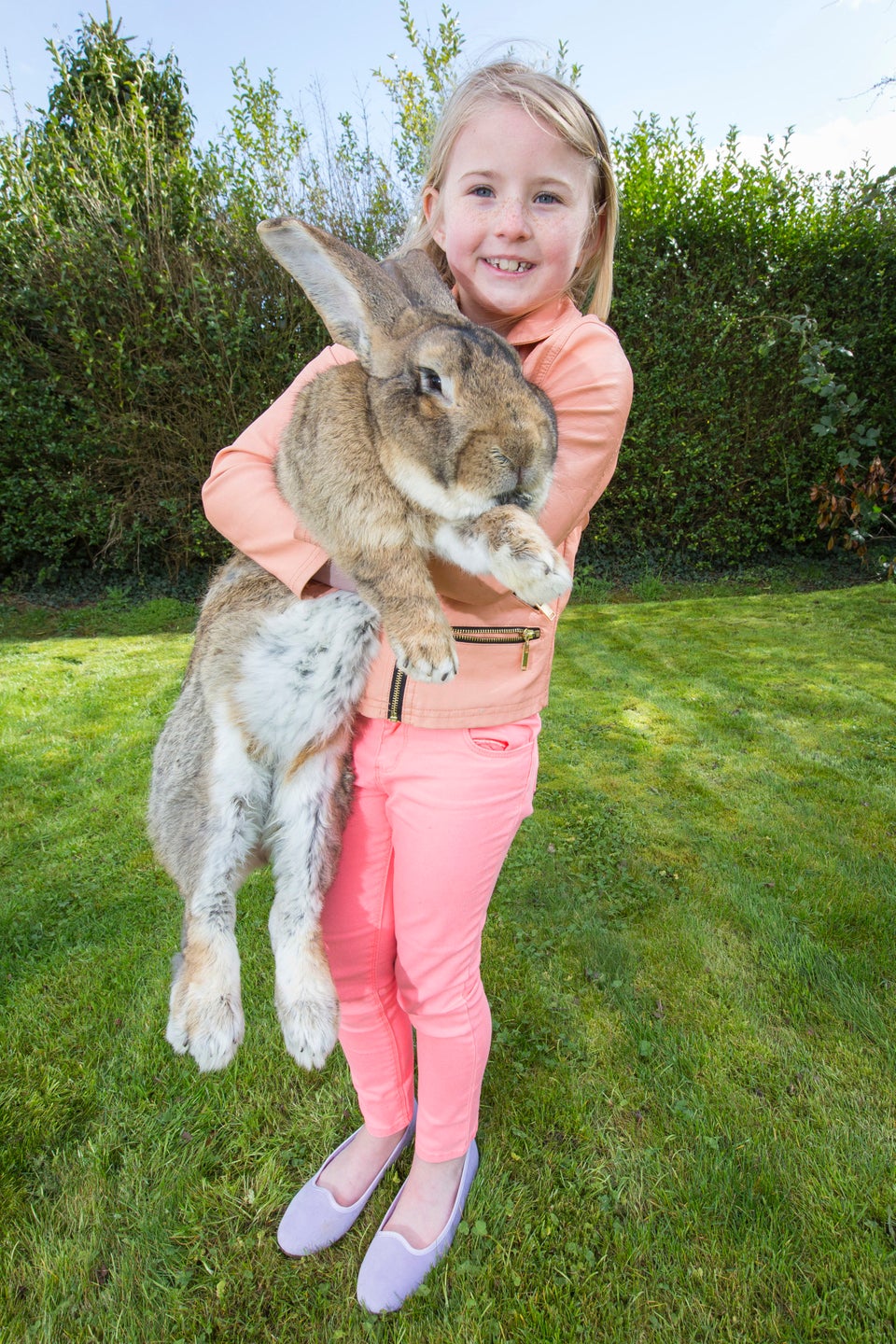 Huge 2024 pet rabbit