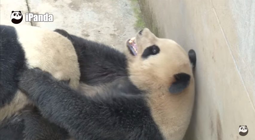 Chinas Sexiest Panda Obliterates Own Record In Latest Sex Romp Huffpost Weird News 5342