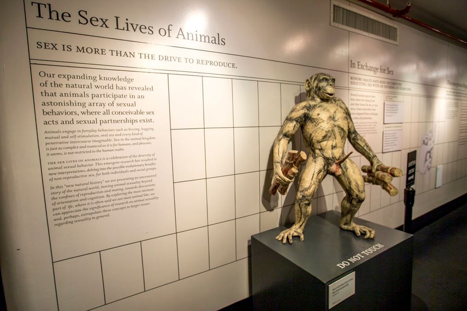 Go to the Museum of Sex, NYC's raciest place for exhibits