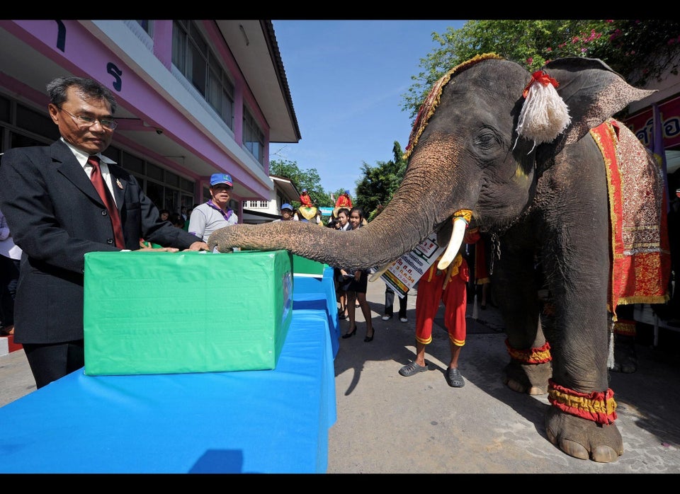 Elephant Votes in Thailand