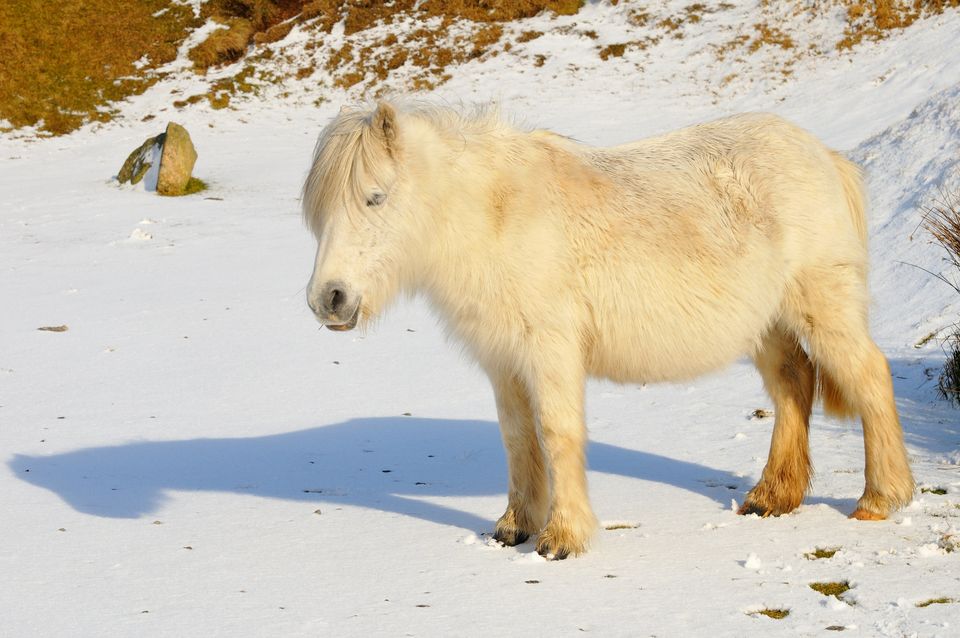 White Dartmoor Hill Pony, in it's winter coat, in the snow, on Dartmoor in Devon, England. It is probably a mix of Dartmoor pony and Shetland pony as usually only the Shetland type stay high on the moors in winter. Dartmoor National Park, February 2009.