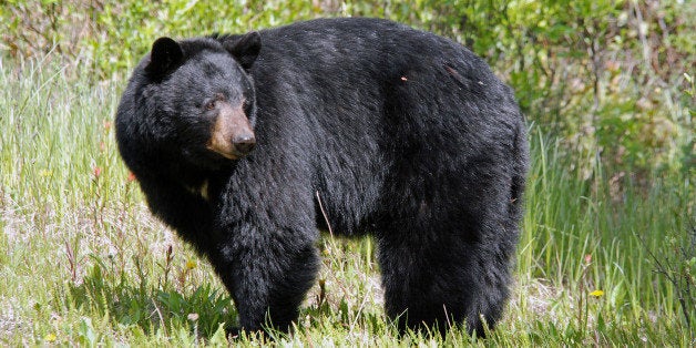 Very impressive black bear indulging in a bit of roadside dandelion dining. Banff, Alberta.