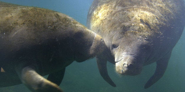 Manatees play in the waters of Homosassa Springs, July 11, 2003, in Homosassa Springs, Fla. University of Florida researchers are working with manatees in Homosassa Springs in an effort to develop technology that will warn boaters when manatees are in the water around them. (AP Photo/Chris O'Meara)