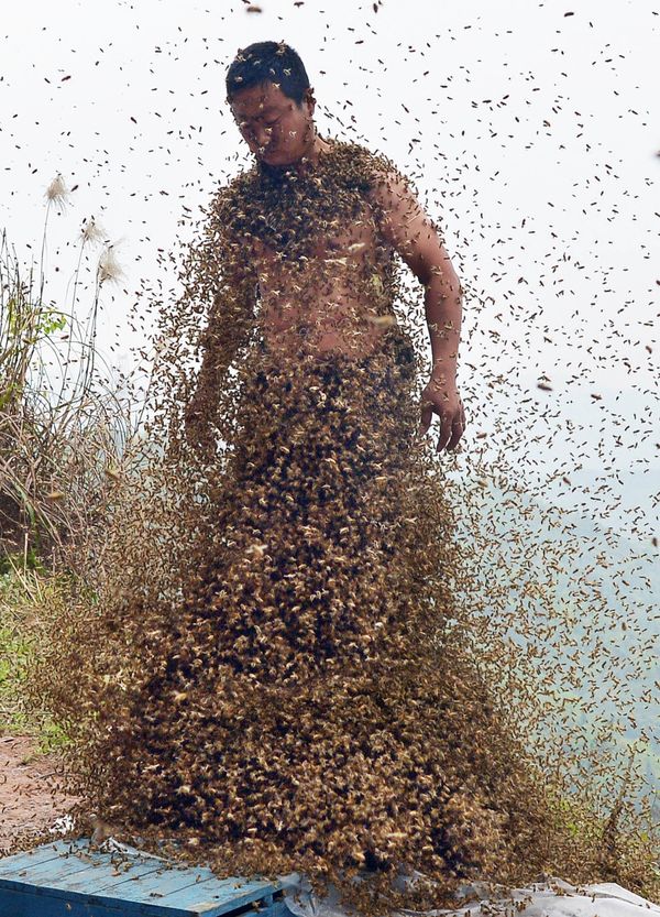 Man Wears Suit Made Of 1.1 Million Bees In Attempt To Set World Record