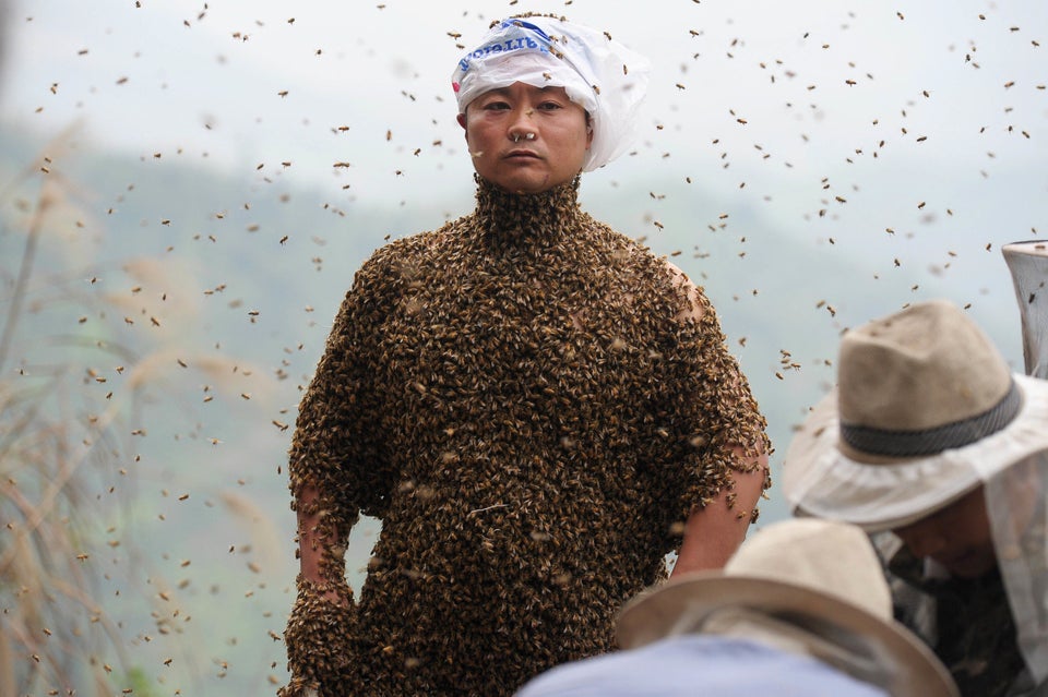 Man Wears Suit Made Of 11 Million Bees In Attempt To Set World Record Huffpost Weird News