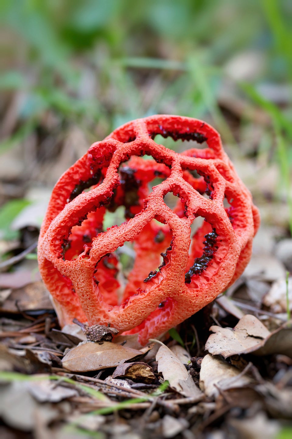 TRIP OUT ON THESE 11 CRAZY MUSHROOMS | HuffPost Weird News